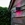 Aplique Lutec exterior de pared moderno GEMINI Connect - Imagen 2
